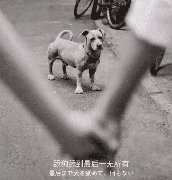 关于最近圈子很火的“舔狗日记”解说插图1